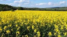 Rape Seeds