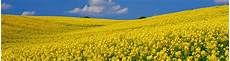 Rapeseed Oil