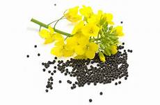 Rapeseed Oil