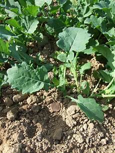 Rapeseed Oil