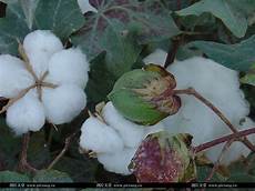Raw Cotton