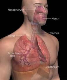 Respiratory System Agents