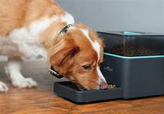 Robot Dog