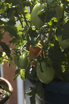 Roma Tomatoes
