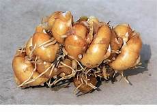 Root Excision Machine Supplier