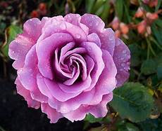 Rose jam