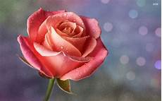 Rose Water