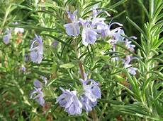 Rosmarinus Officinalis