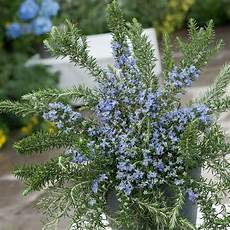 Rosmarinus Officinalis