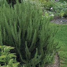 Rosmarinus Officinalis