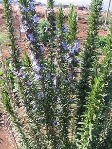 Rosmarinus Officinalis