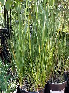 Rye
