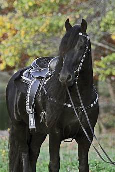 Saddles