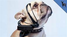 Safety Collar