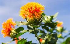 Safflower Seeds