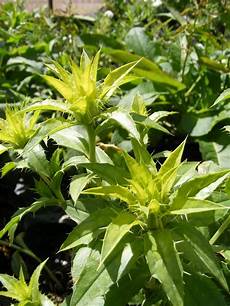 Safflower Seeds