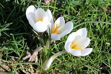 Saffron Thread