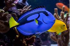 Salt Water Fish