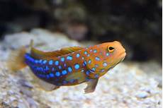 Salt Water Fish