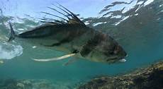 Salt Water Fish