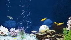 Salt Water Fish