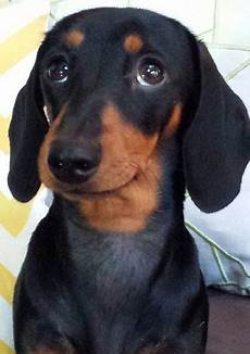 Sausage