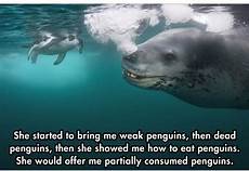 Seals
