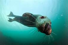 Seals