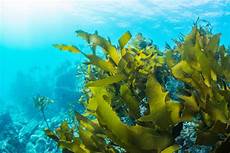 Seaweed Fertilizer