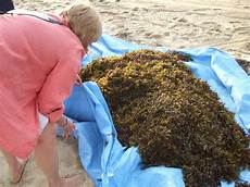 Seaweed Fertilizer