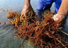 Seaweed Fertilizer