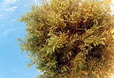 Seaweed Fertilizer