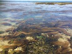 Seaweed