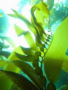 Seaweed