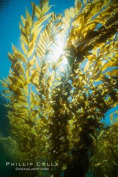 Seaweed