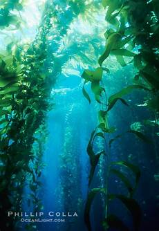 Seaweed