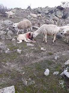 Sheep Fur