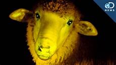 Sheep Fur