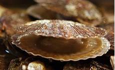 Shellfish Equipment