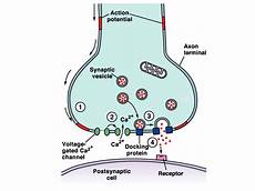Signal Generators