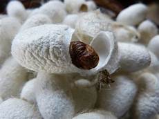 Silk Fiber