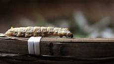 Silk Fiber