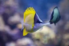 Small Fish