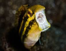 Small Fish