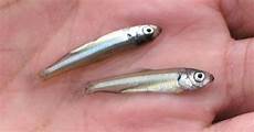 Small Fish