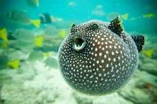 Small Fish