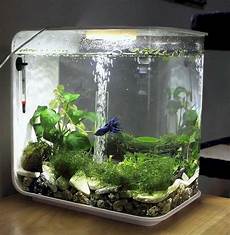 Small Fish