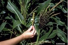 Sorghum