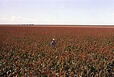 Sorghum