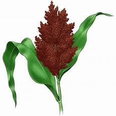 Sorghum